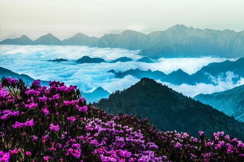 虫虫助手下载